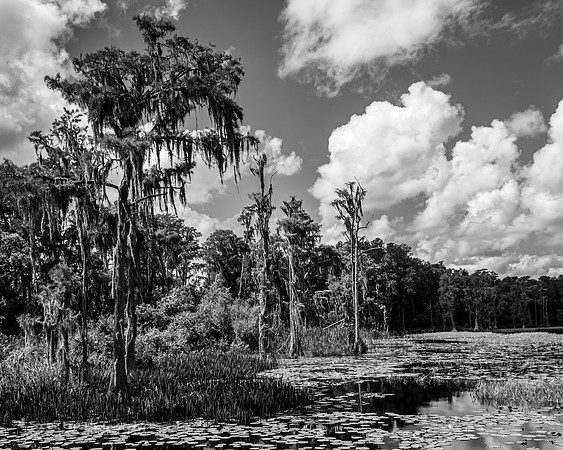 Tree line at Lake Louisa 2