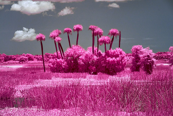 Orlando Wetlands Tree Copse in IR