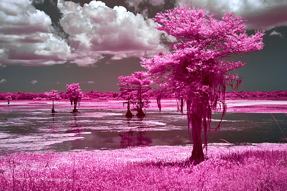 Orlando Wetlands row of Trees in IR