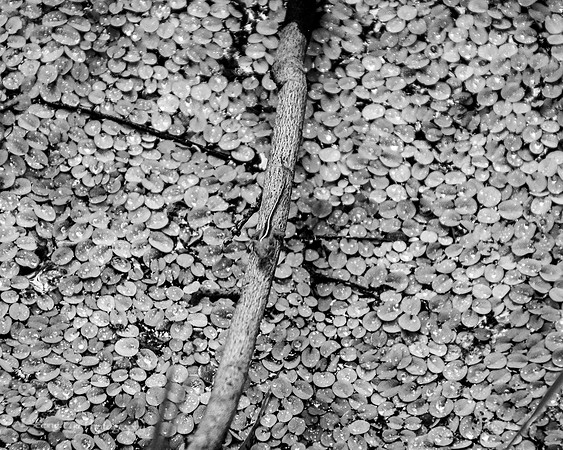 Anole in Swamp