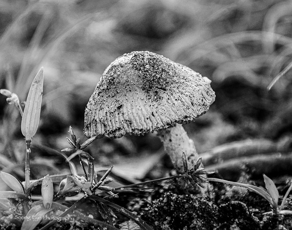 TIny Mushroom